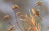 Wedge-tailed Grass-Finchborder=